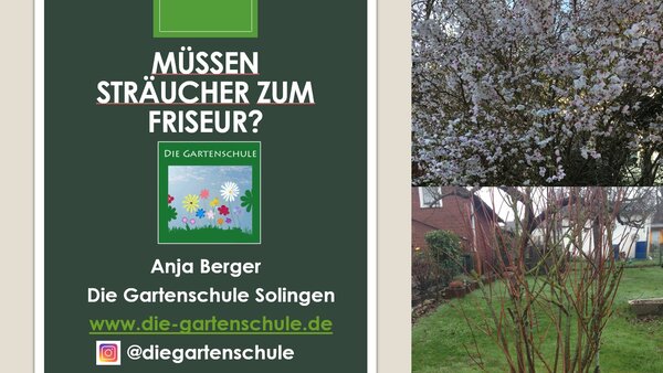 Gehölzschnitt von Ziersträuchern