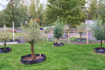 Der Olivengarten auf dem LAGA-Gelände