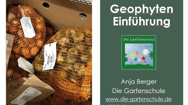 Blumenzwiebeln - So verdoppeln Sie Ihre Gartenfläche