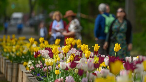 Ein Stück Landesgartenschau für zu Hause