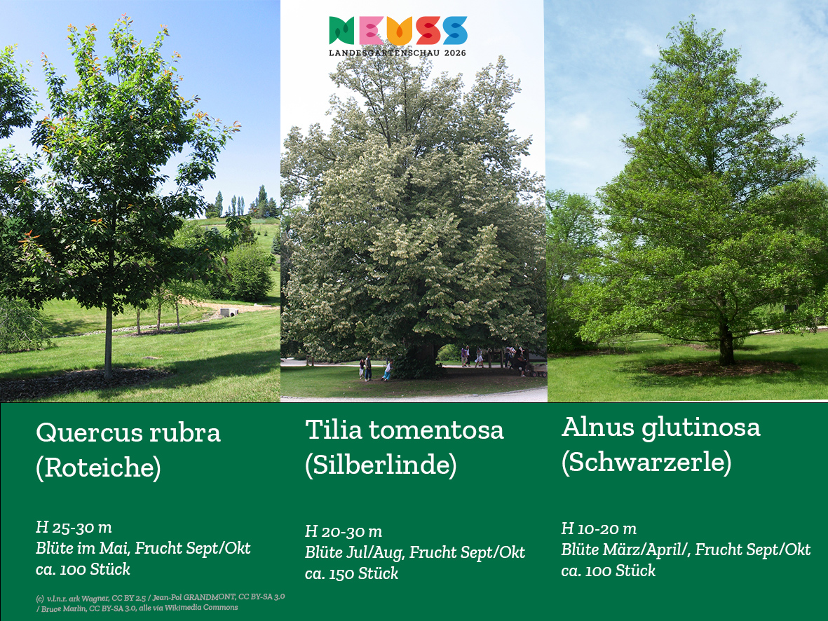 Die Hauptbaumarten geben den Ton und die Farbe des Parks an und sorgen für Strukturierung. Zu ihnen gehören die Roteiche, die Silberlinde und die Schwarzerle.